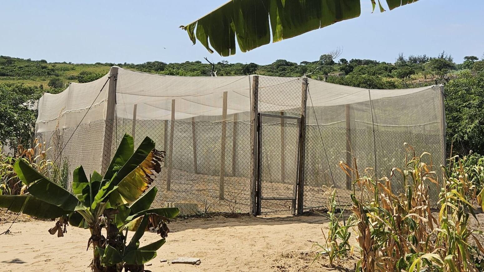 Sustainable agriculture project in Bilene, Mozambique
